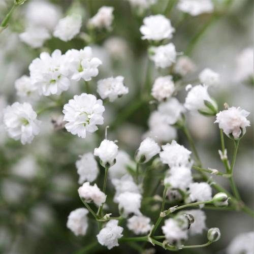 Gypsophila