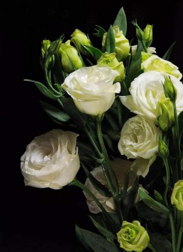 Lisianthus bianco